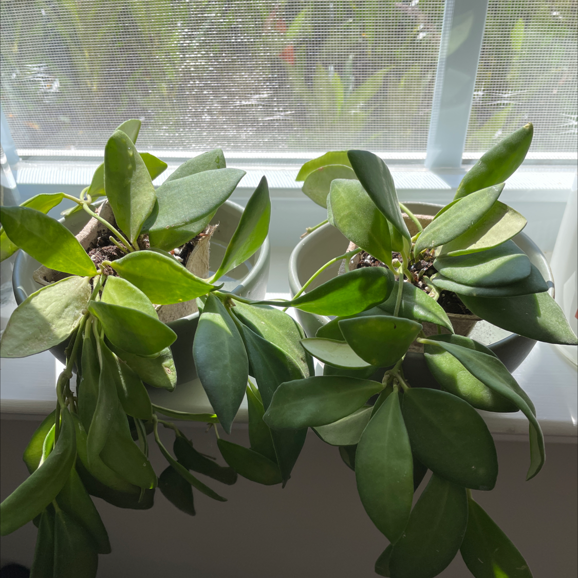 Two healthy Hoya 'Burtoniae' plants on a windowsill with vibrant green leaves.