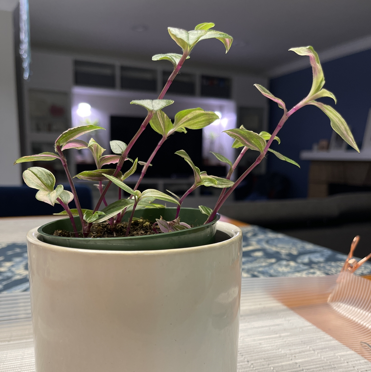 Lilac Tradescantia plant in a pot with vibrant leaves and stems.