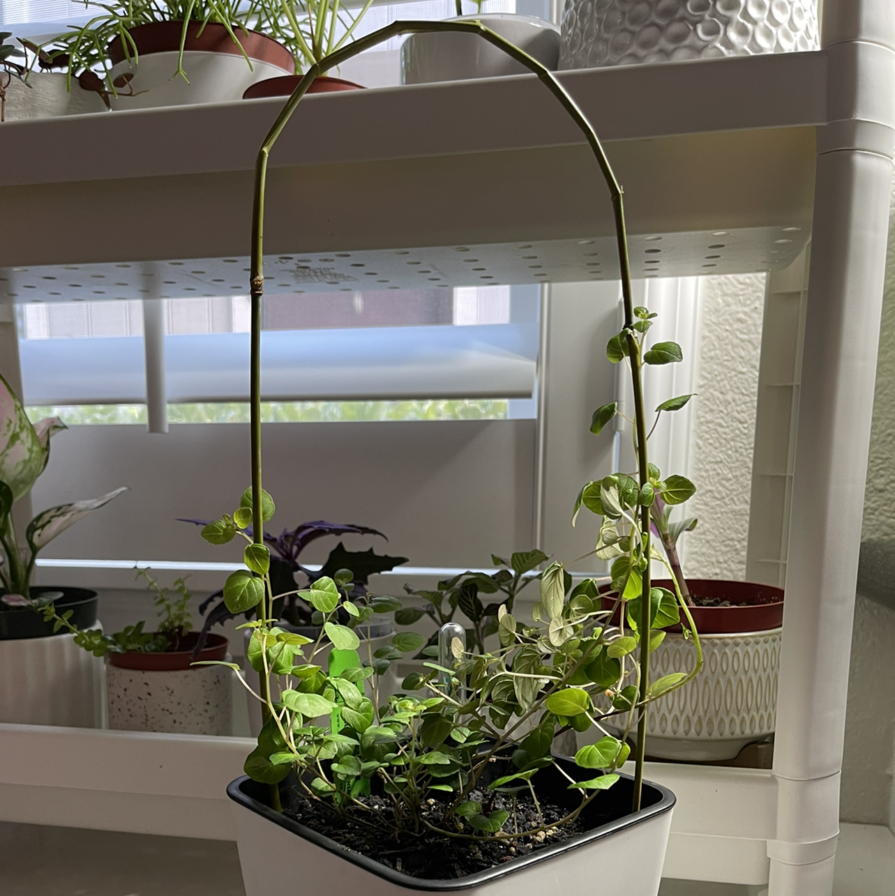 Photo of the plant species Creeping Fuchsia by @Kitzel named Vining Carmen Miranda on Greg, the plant care app