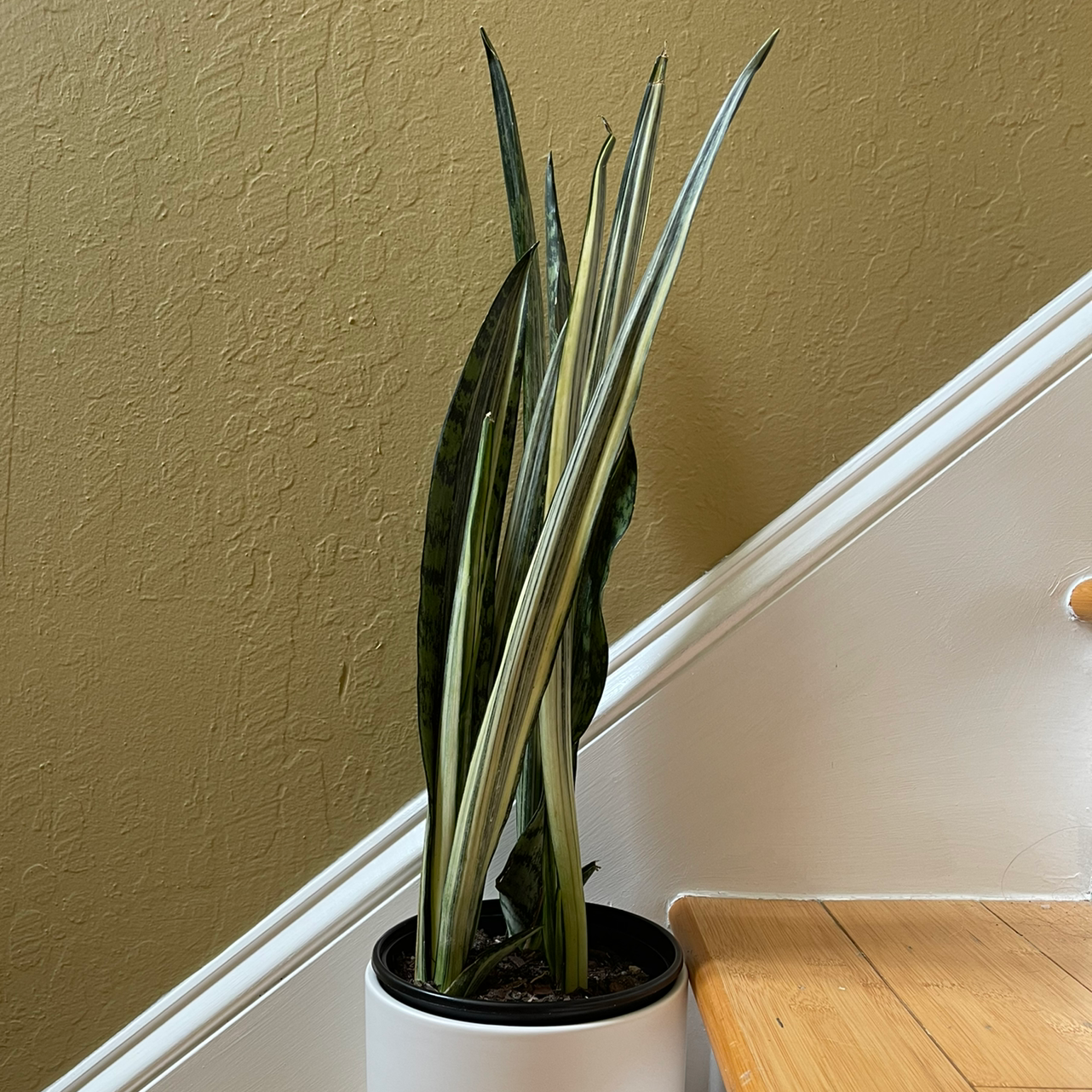 Best Potting Soil Mix for Sansevieria 'Bantel's Sensation'