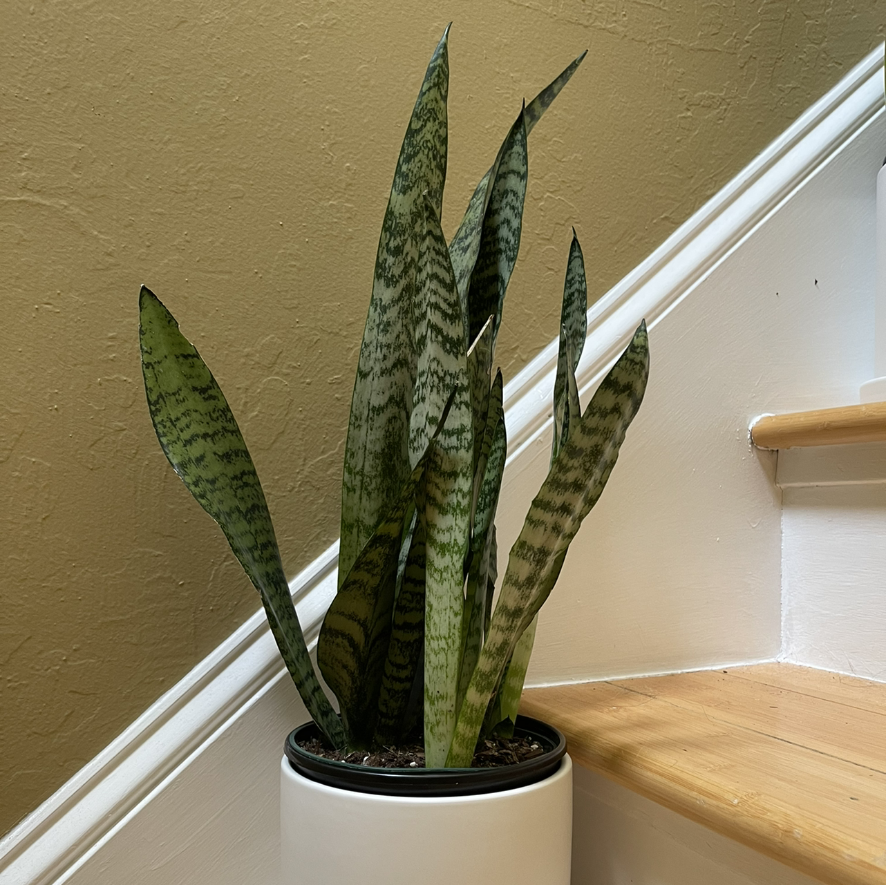 Zeylanica Snake Plant in a white pot on a staircase, appearing healthy with green striped leaves.