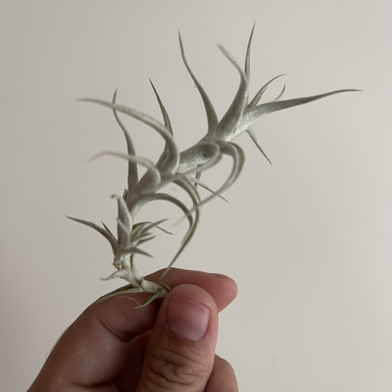 Photo of the plant species Tillandsia 'Druid' by @Kitzel named Air Casper on Greg, the plant care app