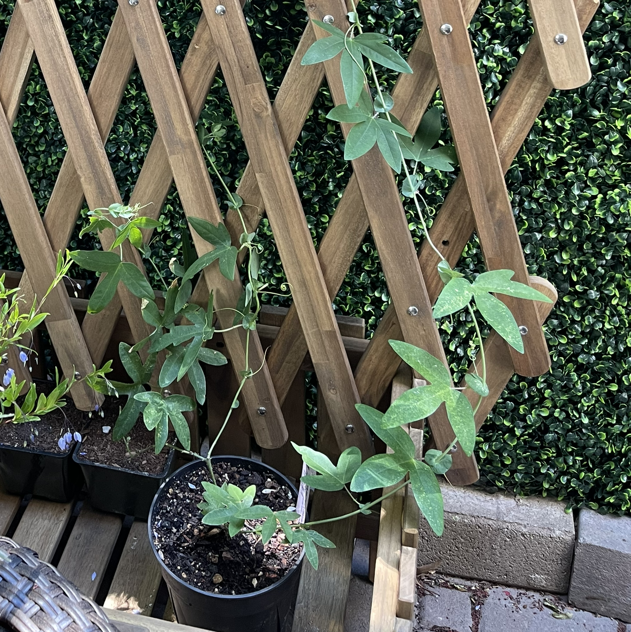 Bluecrown Passionflower plant in a pot with a wooden trellis, healthy green leaves.