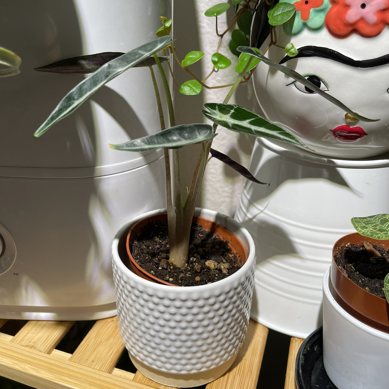 Potted Alocasia 'Bambino' plant with visible soil, well-framed and in focus.