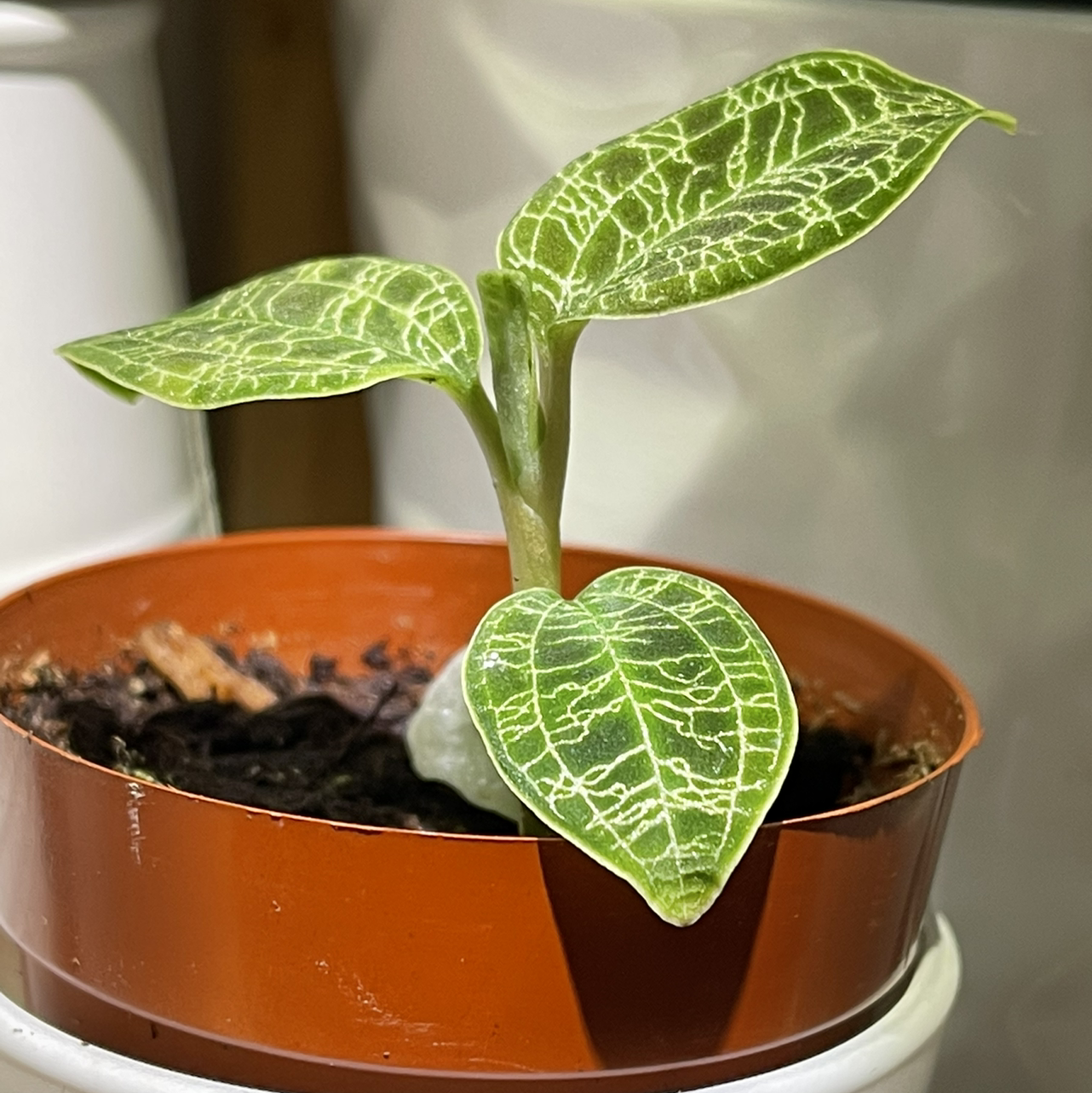 Photo of the plant species Lightning Bolt Jewel Orchid by @Kitzel named Humid Jewel on Greg, the plant care app