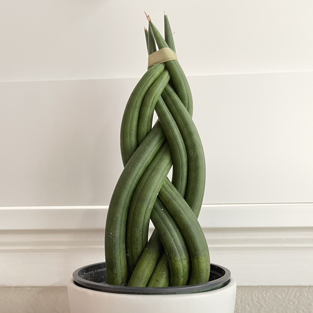 Photo of the plant species Cylindrical Snake Plant by @Kitzel named Sans India on Greg, the plant care app