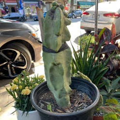 Senita cactus plant