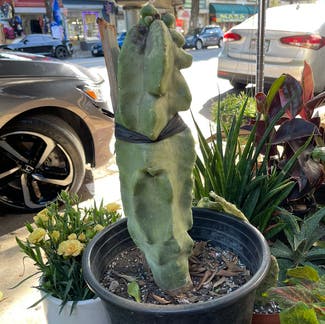 Totem Pole Cactus plant in Berkeley, California