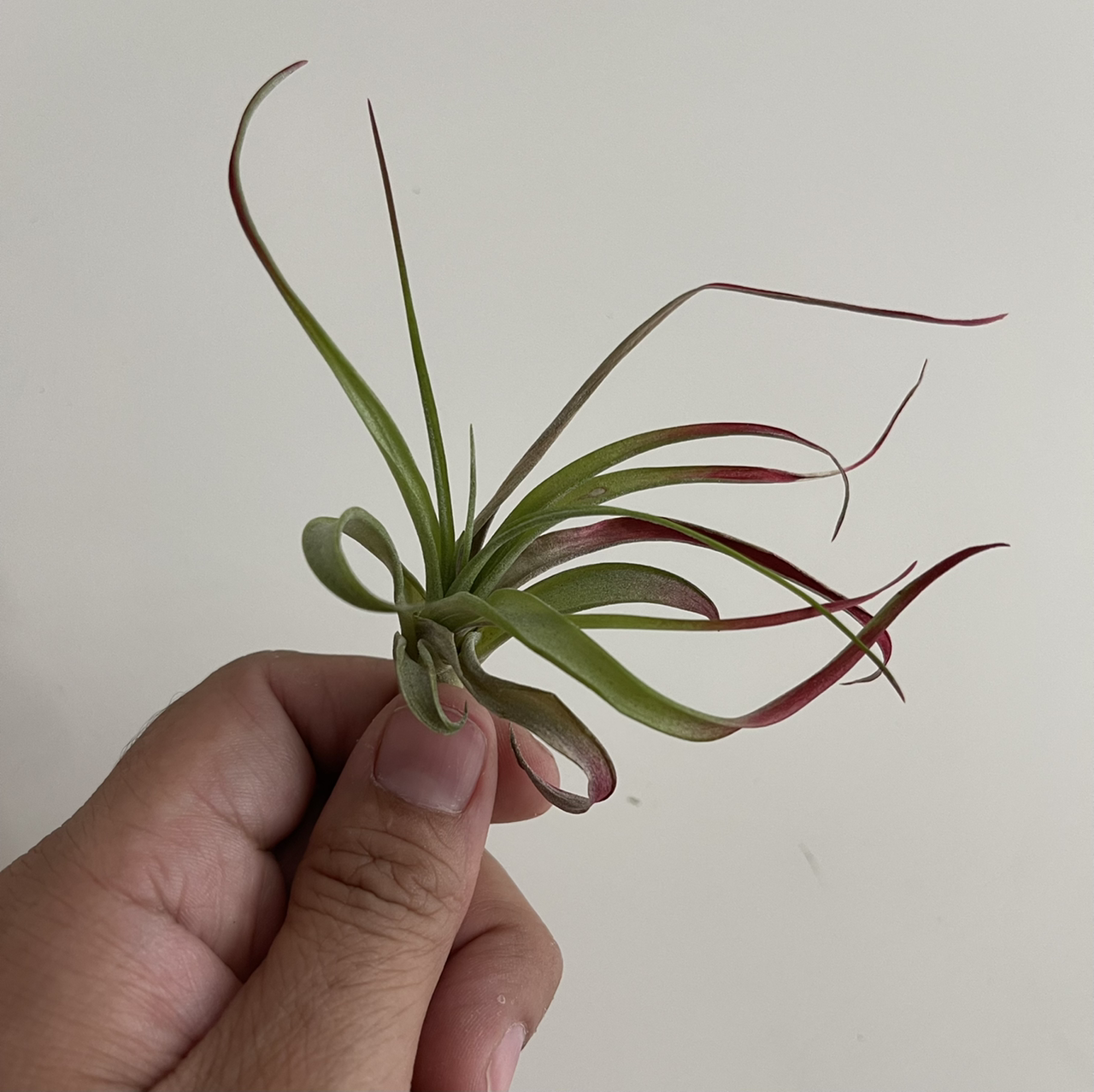 Tillandsia velutina plant held by a hand, showing green leaves with red tips.