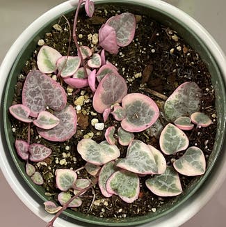 Variegated String of Hearts plant in Berkeley, California
