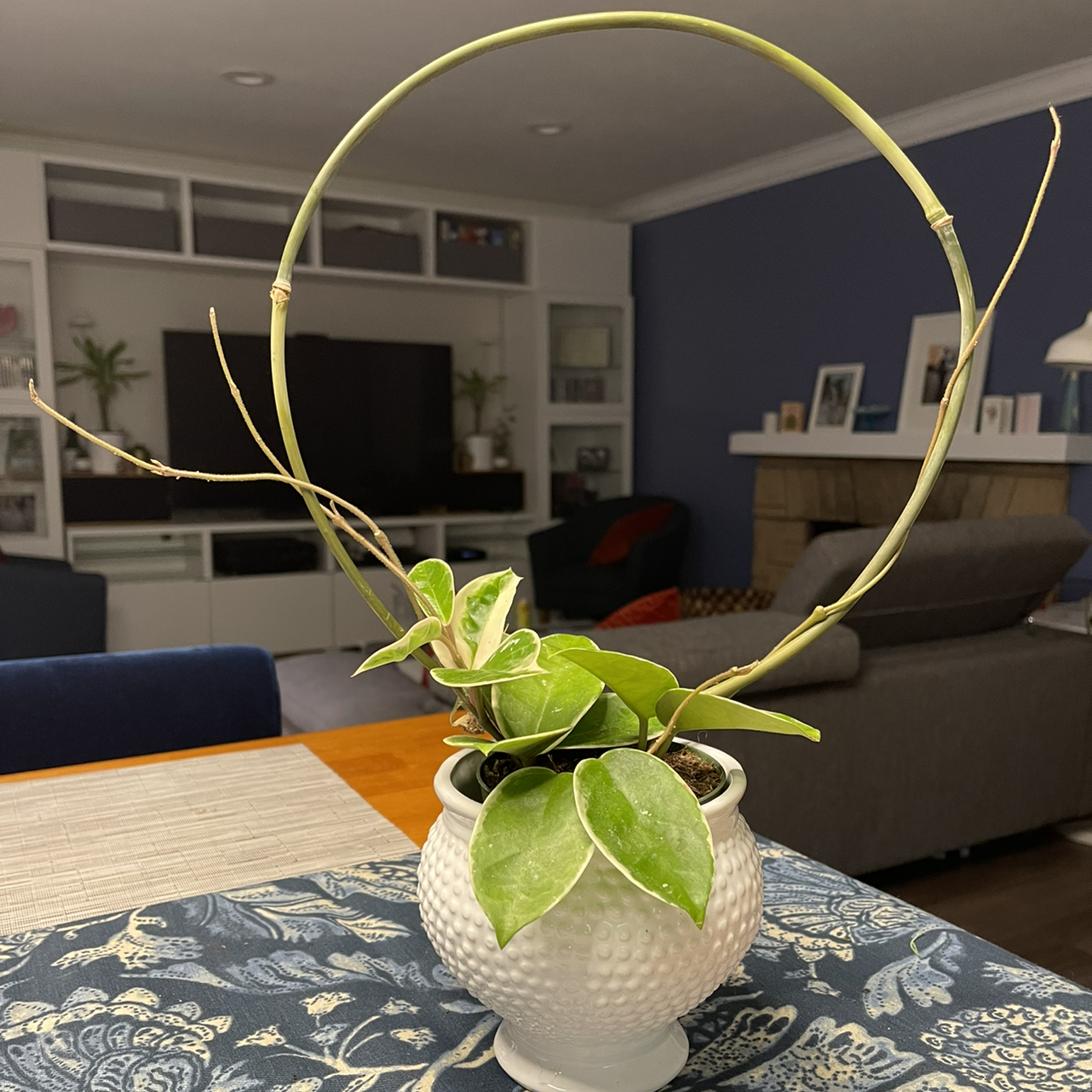 Photo of the plant species Hoya Krimson Queen by @Kitzel named Hoya Cleo on Greg, the plant care app