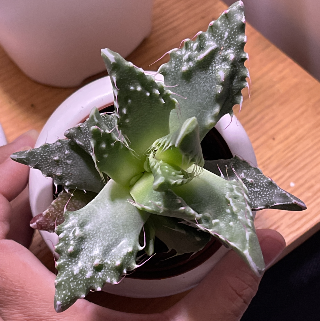 Tiger's Jaw plant in a white pot with spiky green leaves, held by a hand.