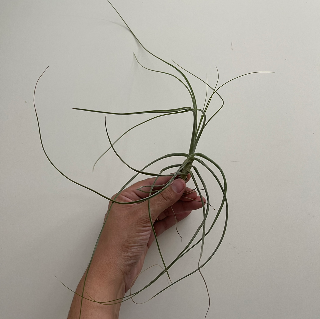 Plant care for Bat-like Stelis on Greg, the plant care app