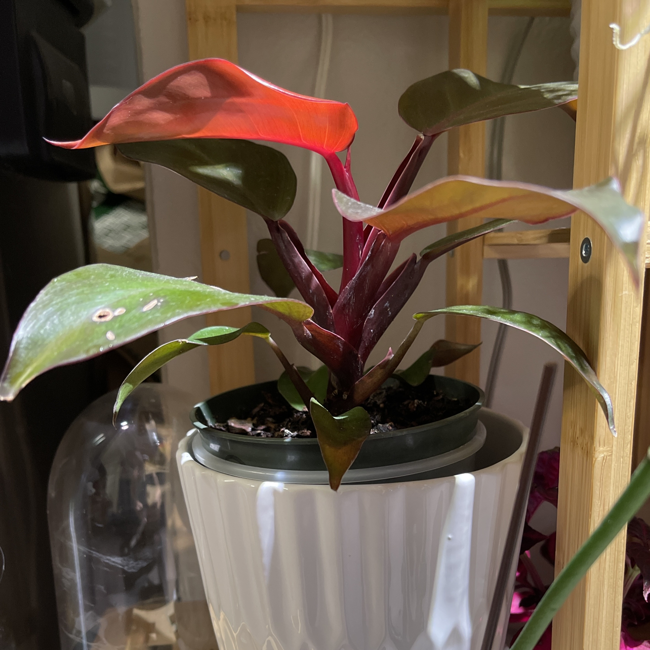 McColley's Finale plant in a white pot with vibrant red and green leaves.
