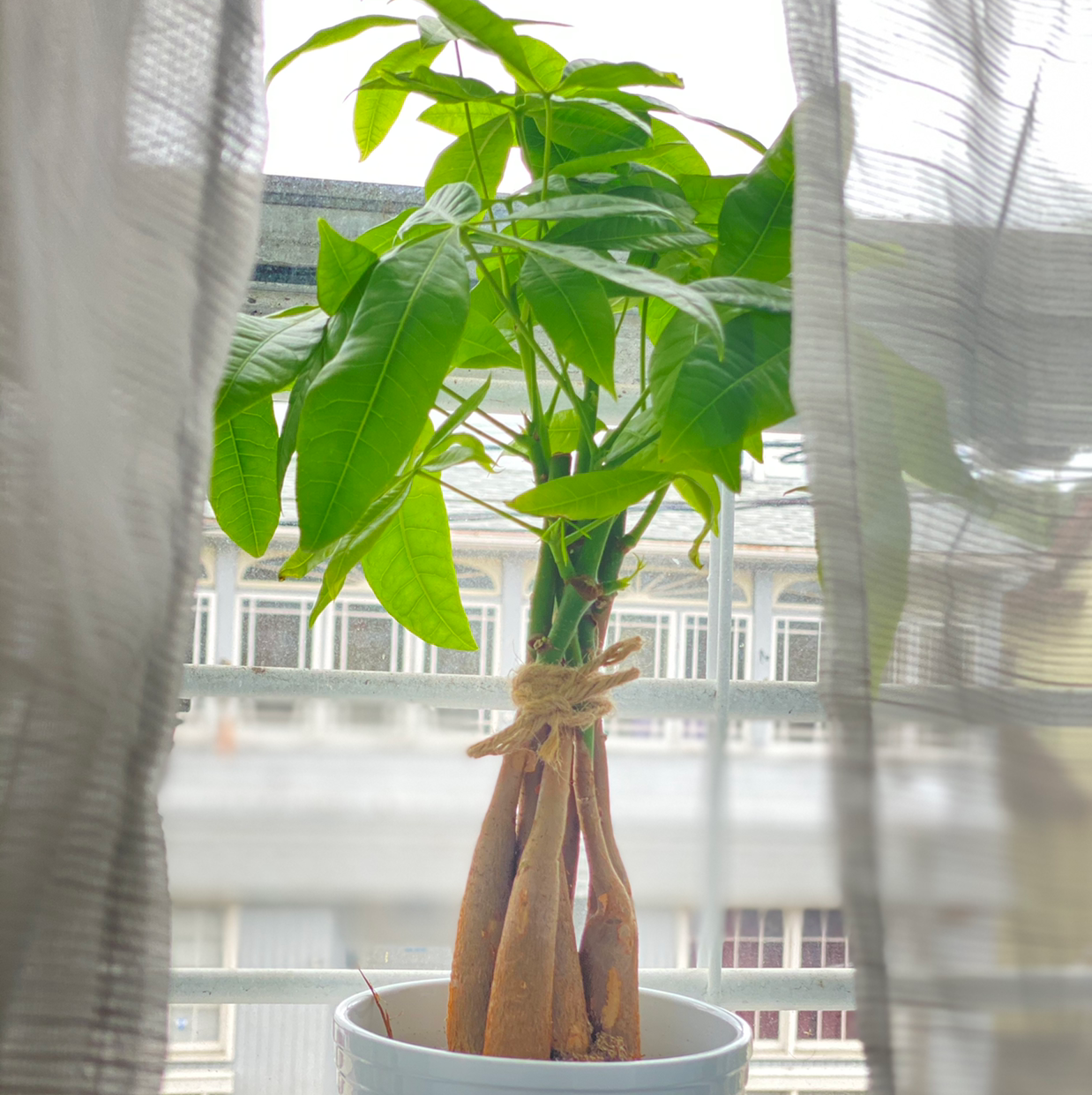 Photo of the plant species Money Tree by @lanikrg named melvin on Greg, the plant care app