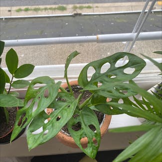 Window Leaf plant in Bangor, Pennsylvania