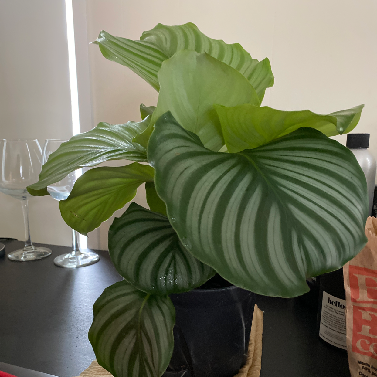 Calathea Orbifolia plant with large, striped leaves on a dark surface indoors.