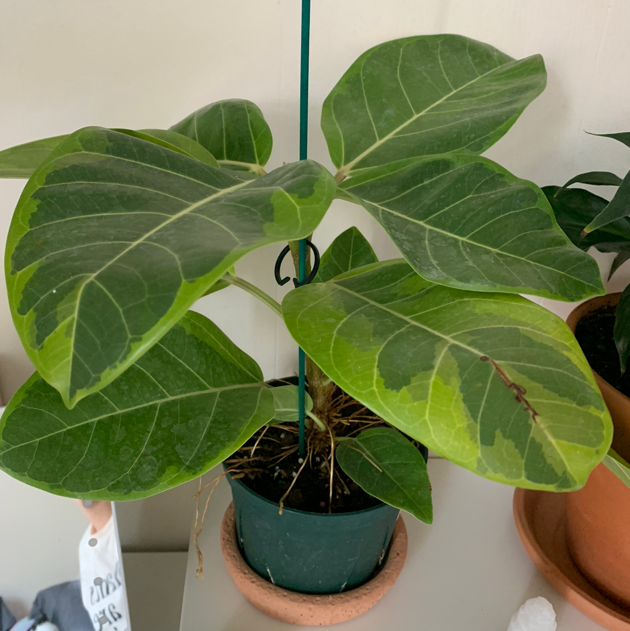 Potted Council Tree plant with large green leaves, some yellowing and browning.