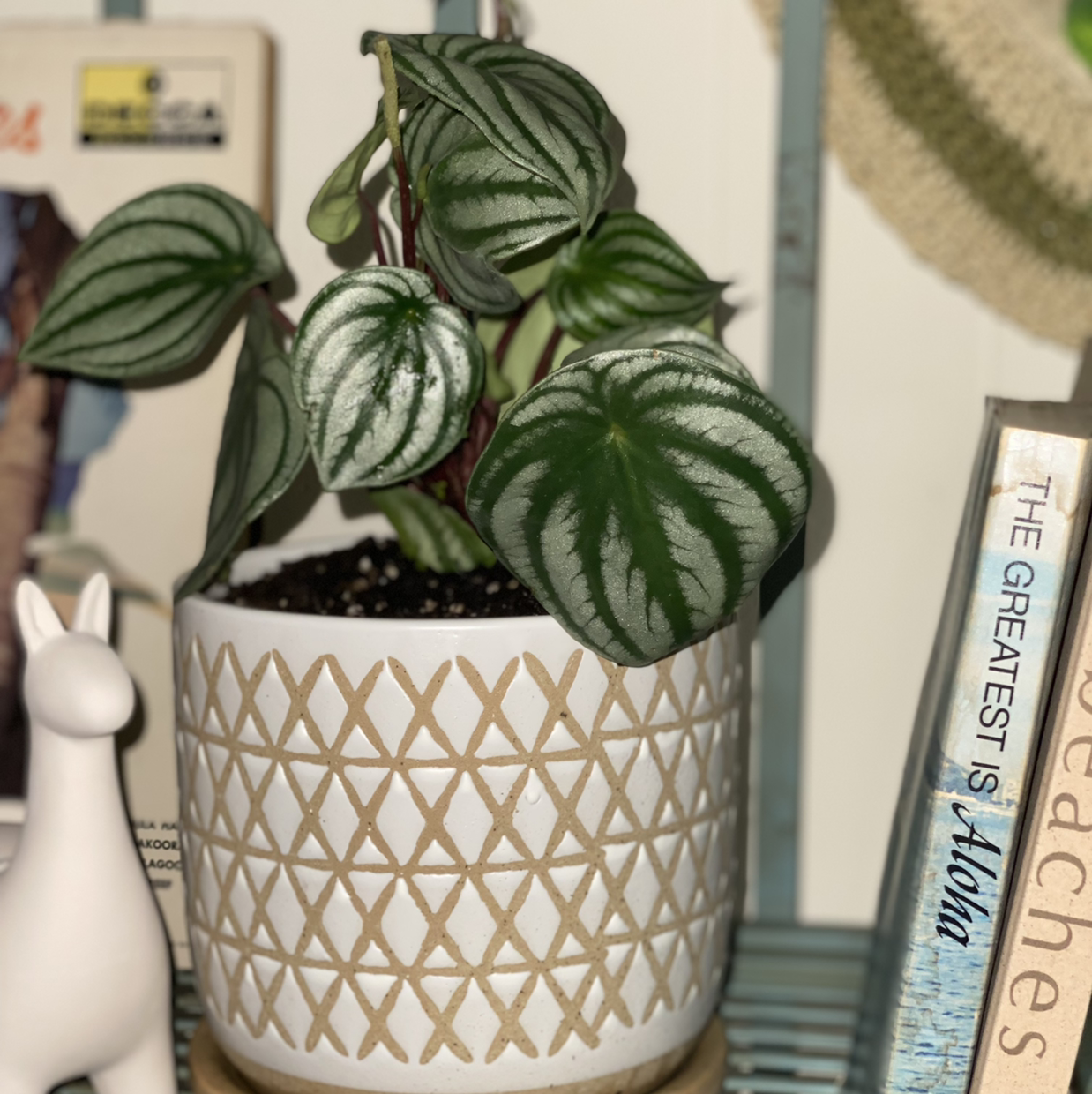 Healthy Watermelon Peperomia plant in a decorative pot with vibrant leaves.