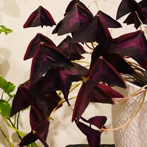 Oxalis Triangularis plant photo by Silkroute named Butterfly on Greg, the plant care app.