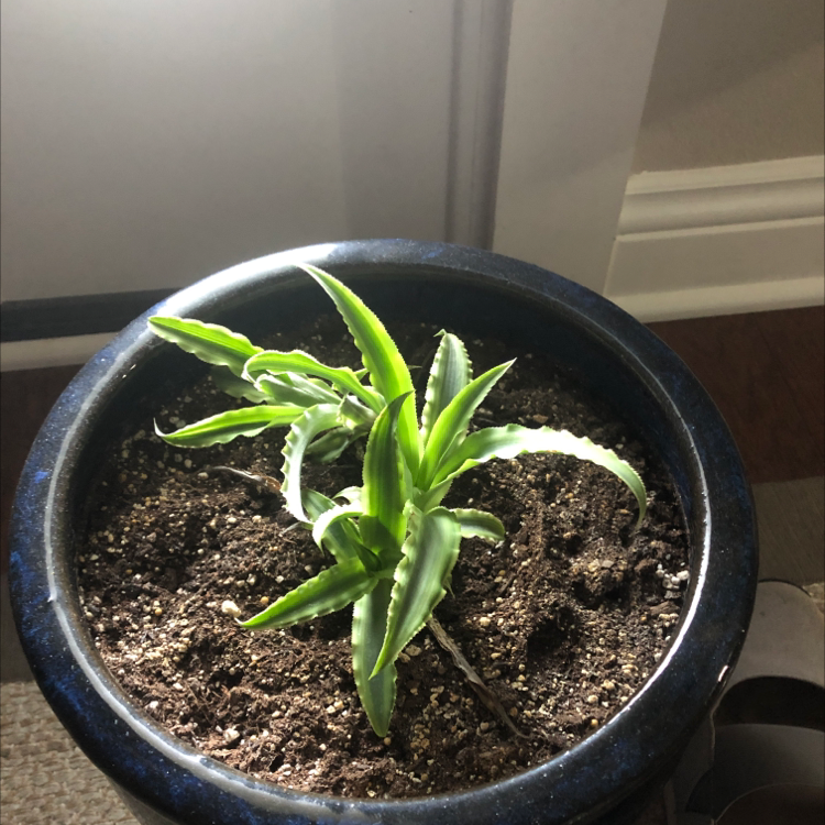 Potted plant with green, elongated leaves in well-drained soil.