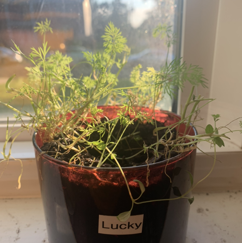 Potted Dill plant on a windowsill with some yellowing and browning leaves.
