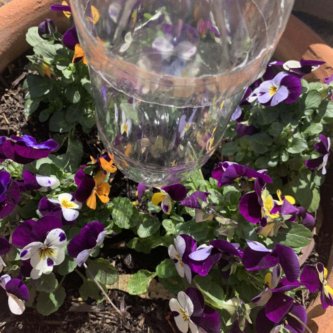 Photo of the plant species Wild Pansy by @0x3 named Flower garden on Greg, the plant care app