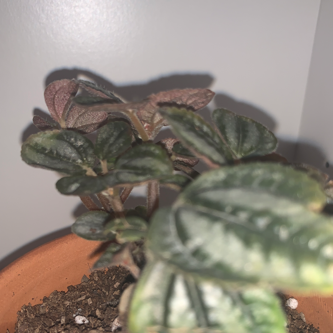 Photo of the plant species Friendship Plant by @0x3 named Mimi on Greg, the plant care app