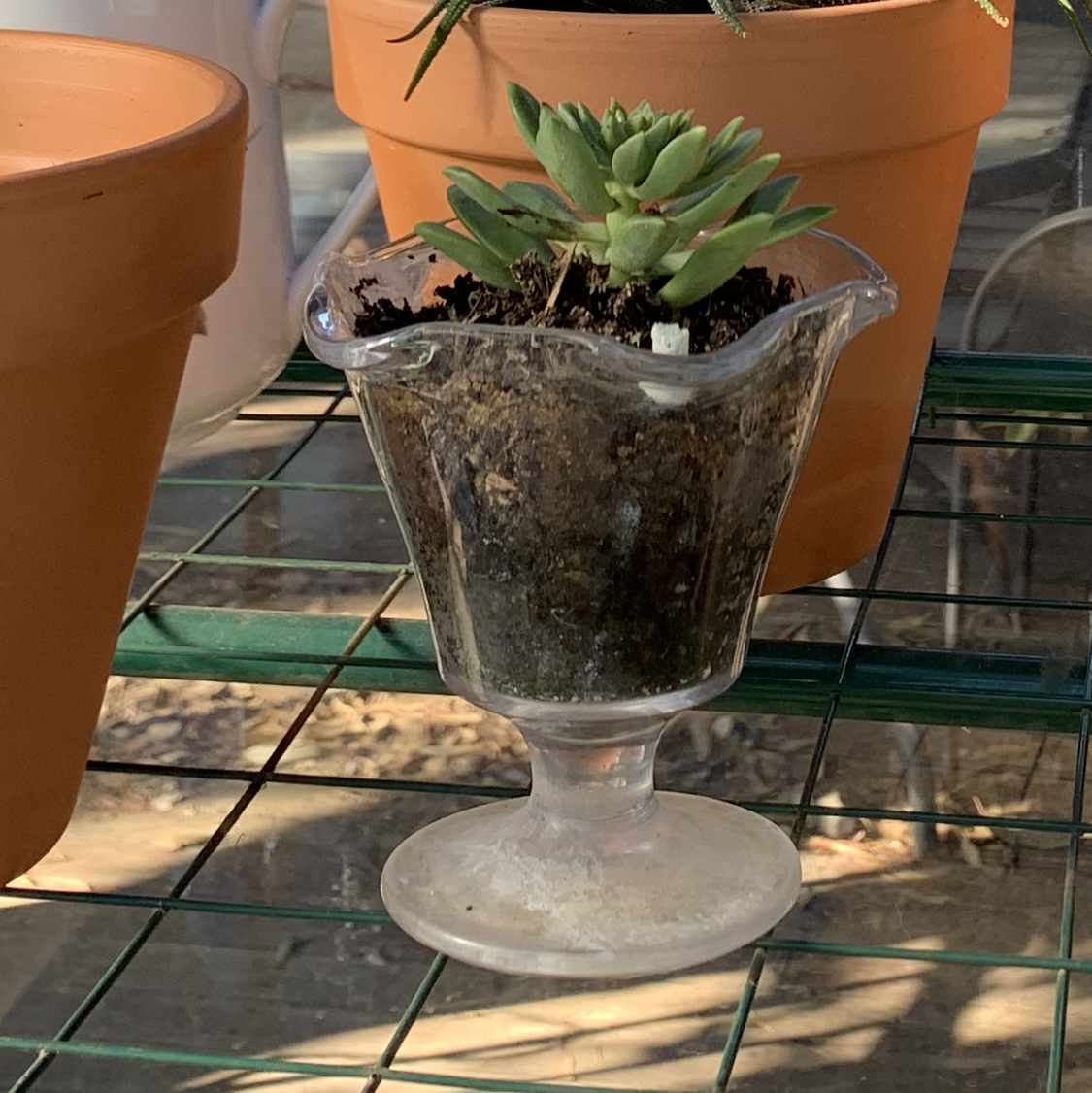 Photo of the plant species Crassula cotyledonis by @0x3 named Willy on Greg, the plant care app