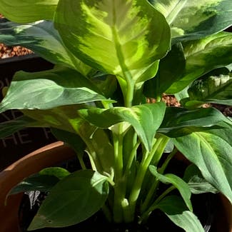 Dieffenbachia 'Camille' plant in Somewhere on Earth