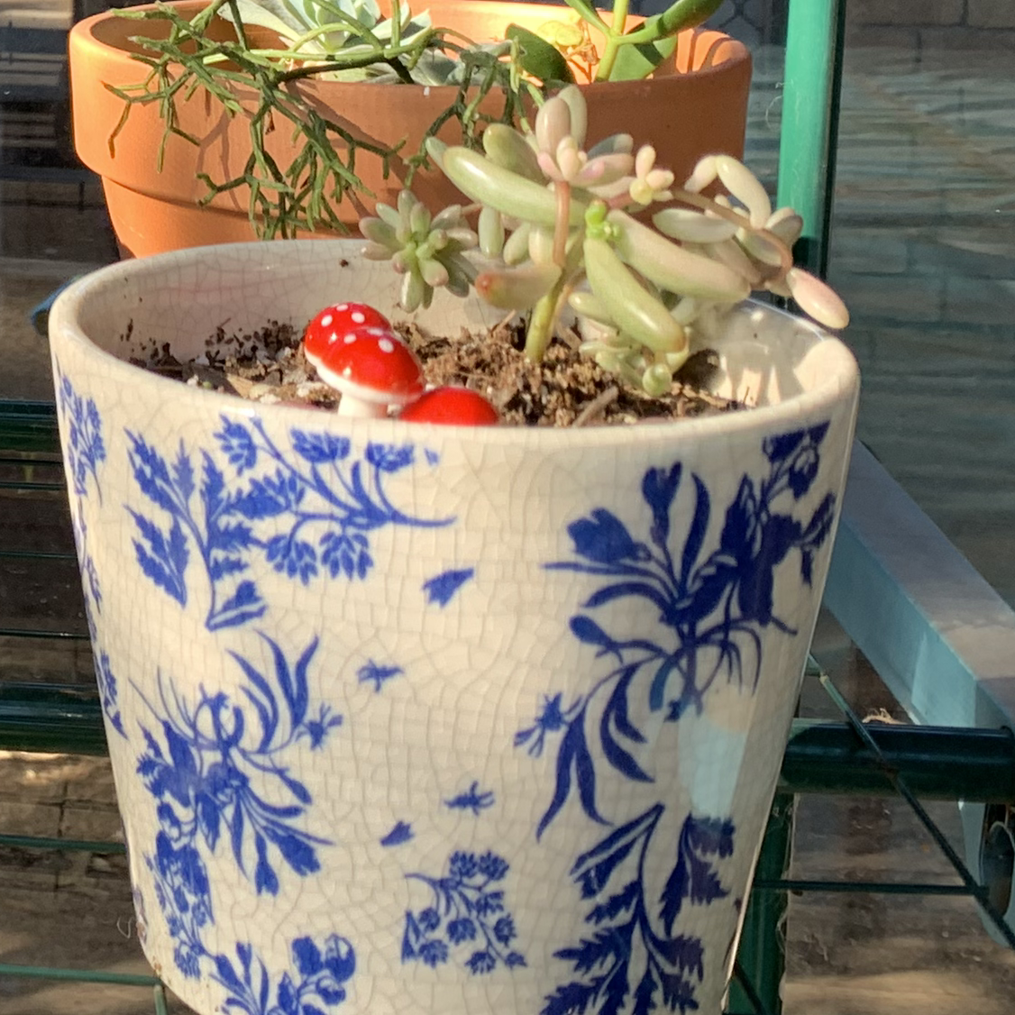 Photo of the plant species Aurora Pink Jelly Bean by @0x3 named Pp on Greg, the plant care app
