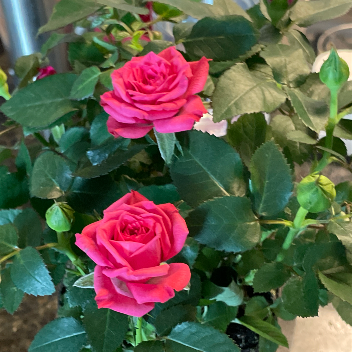 Photo of the plant species China Rose by Sulaiman named Bugatti on Greg, the plant care app