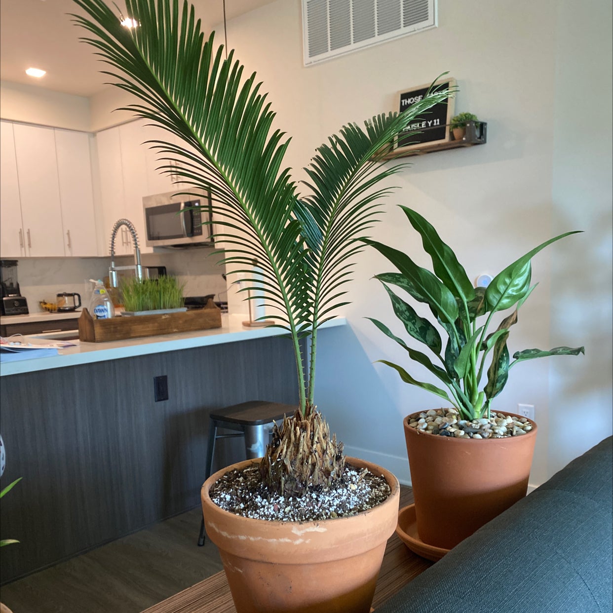 How To Prune Sago Palm