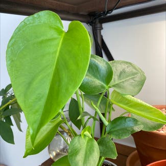 Heartleaf Philodendron plant in Tempe, Arizona