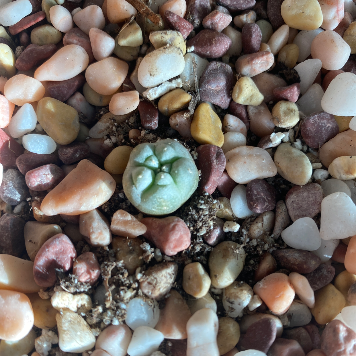 Photo of the plant species Peyote by @crunchwrap.supr3me named Bill on Greg, the plant care app