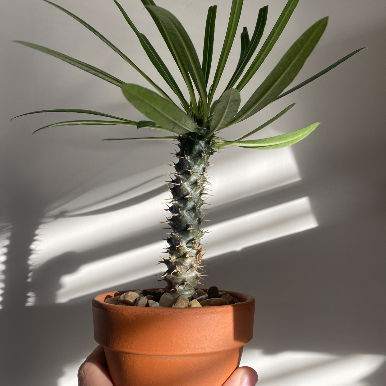 Photo of the plant species Madagascar Palm by @crunchwrap.supr3me named King Julian on Greg, the plant care app