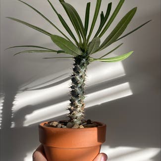 Madagascar Palm plant in Tempe, Arizona
