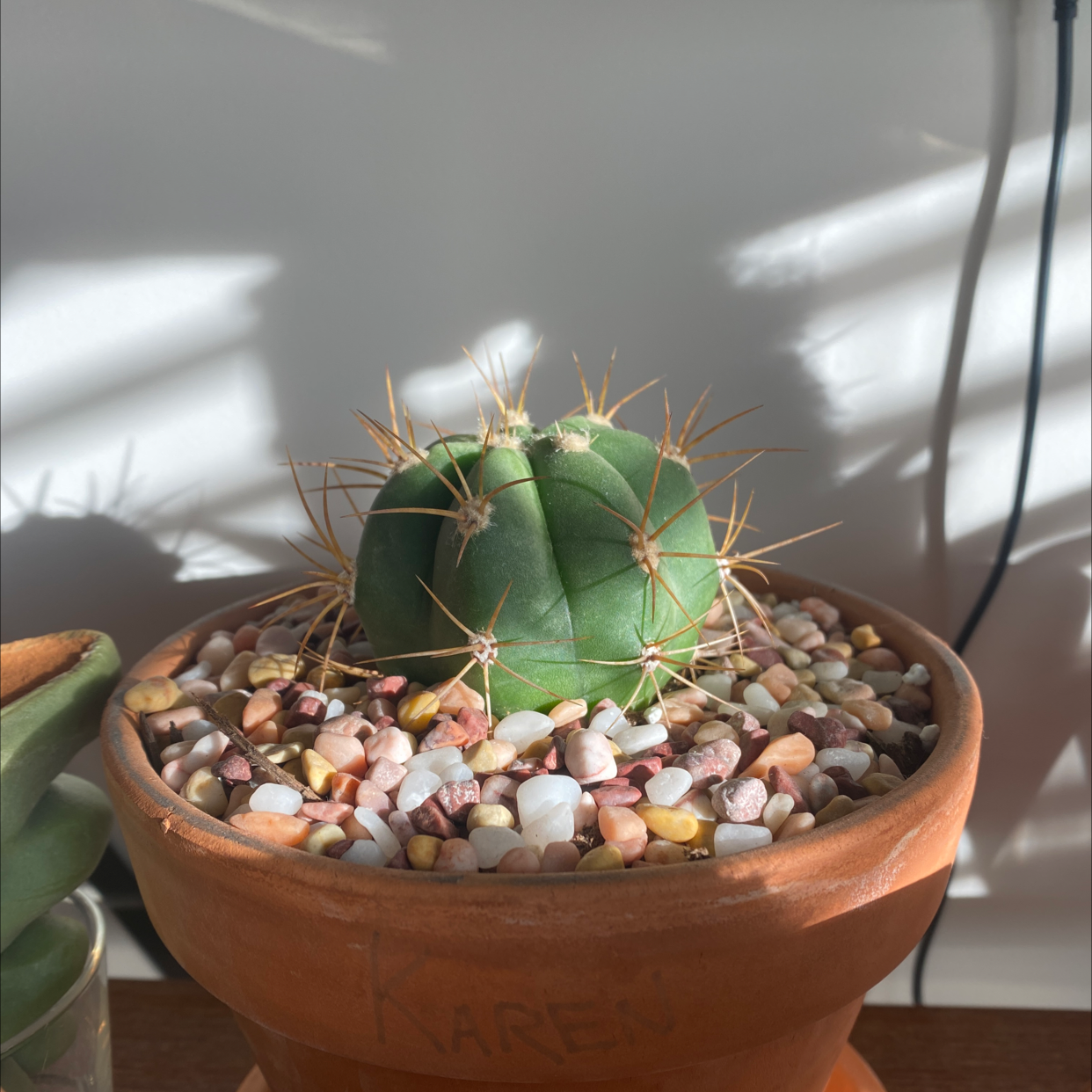 Photo of the plant species Argentine Saguaro by @crunchwrap.supr3me named Karen on Greg, the plant care app