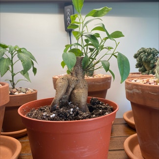 Ficus Ginseng plant in Tempe, Arizona