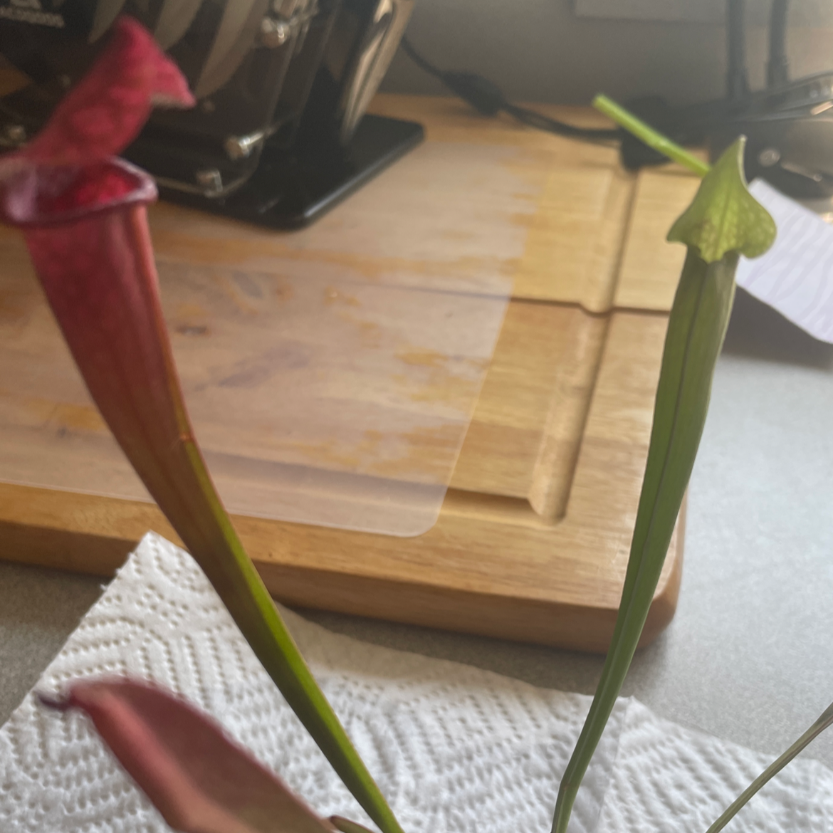 White Topped Pitcher Plant plant photo by @Carnivora named Scarlet on Greg, the plant care app.