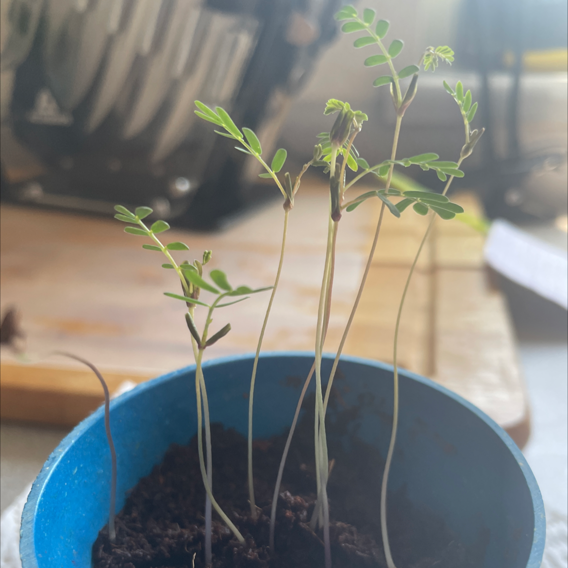 Chamber Bitter plant photo by @Carnivora named Goldie on Greg, the plant care app.