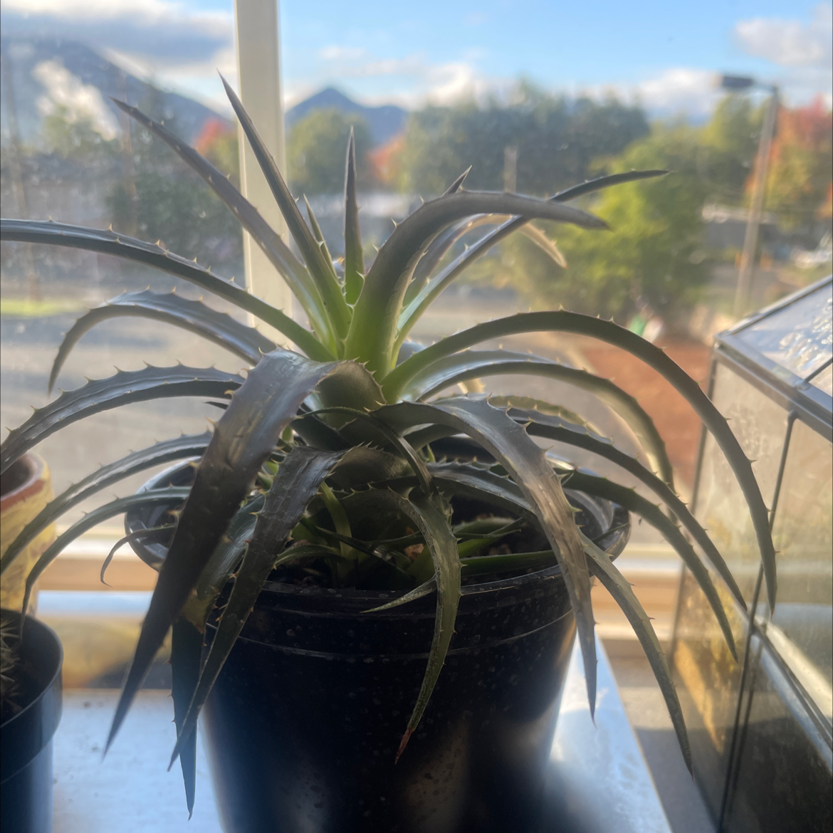 Potted Candelabra Aloe plant on a windowsill with some browning leaf tips.