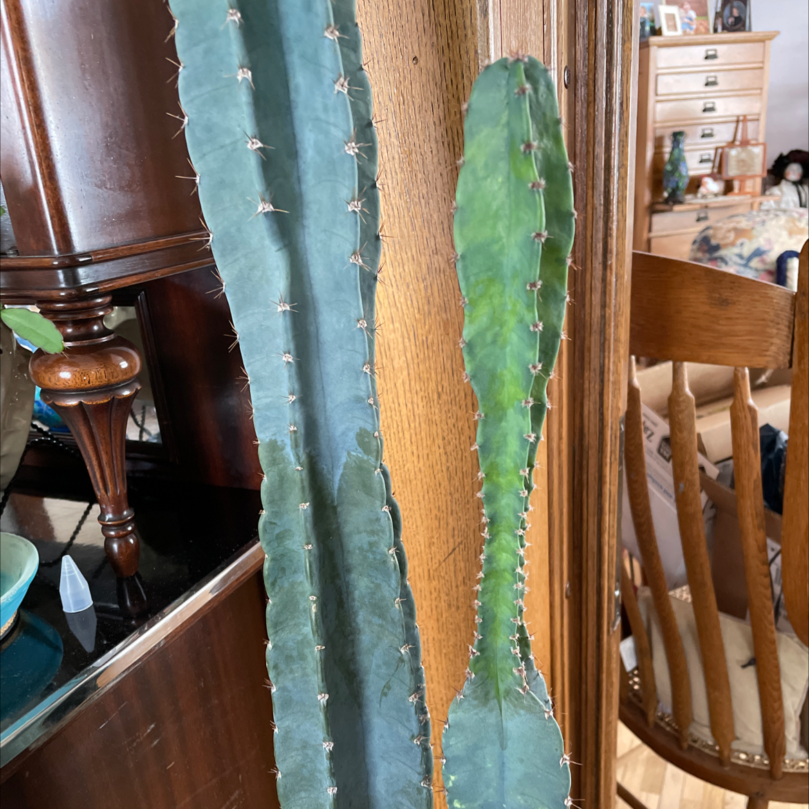 Hedge Cactus with two stems, one green and one discolored, indoors near wooden furniture.