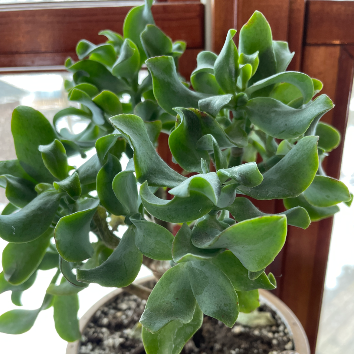 Healthy Silver Dollar Plant with vibrant green leaves near a window.