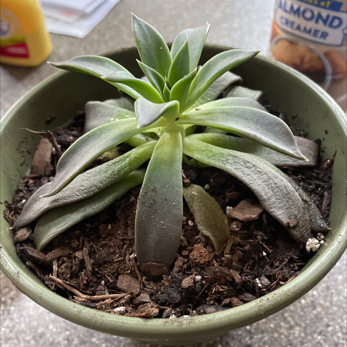 Ghost Plant in a pot with some discolored and wilted leaves, visible soil.