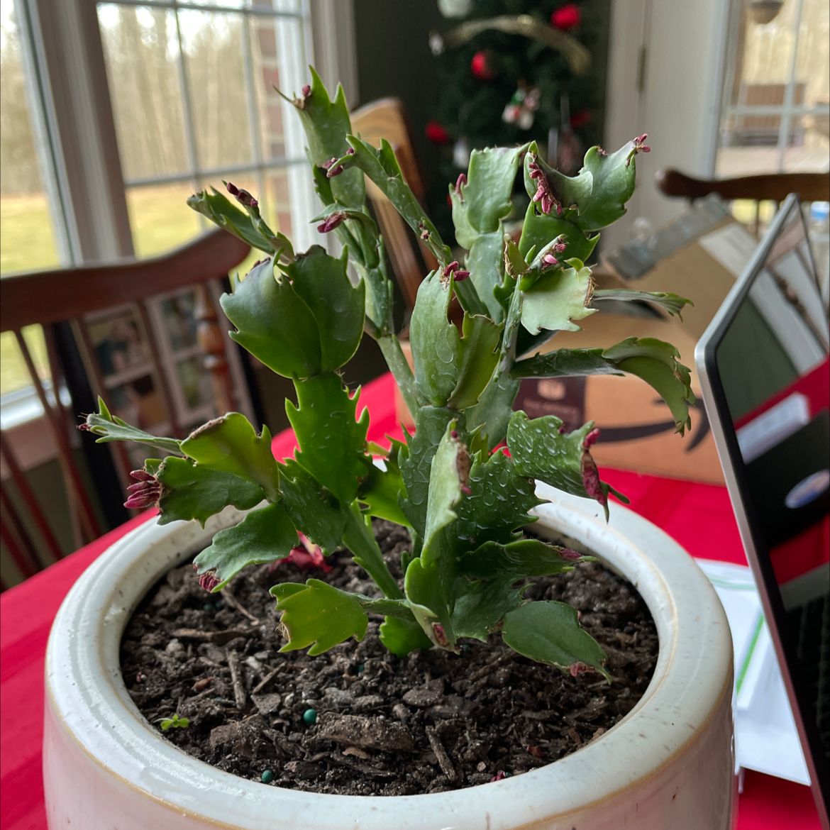 Potted false Christmas Cactus with green leaves and visible buds.