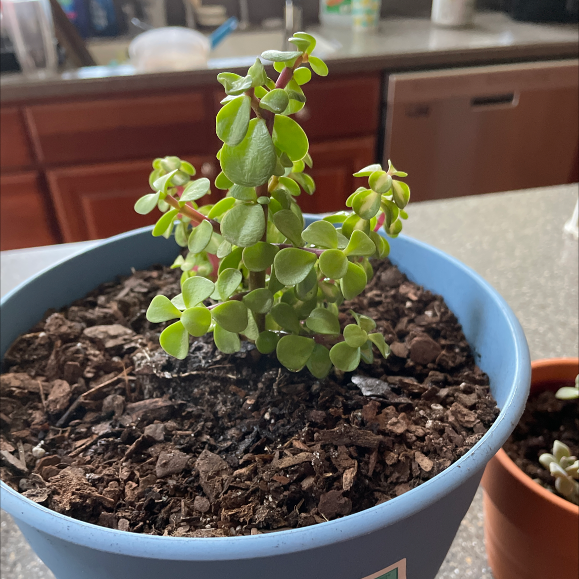 Healthy Elephant Bush (Portulacaria afra) in a blue pot with visible soil.
