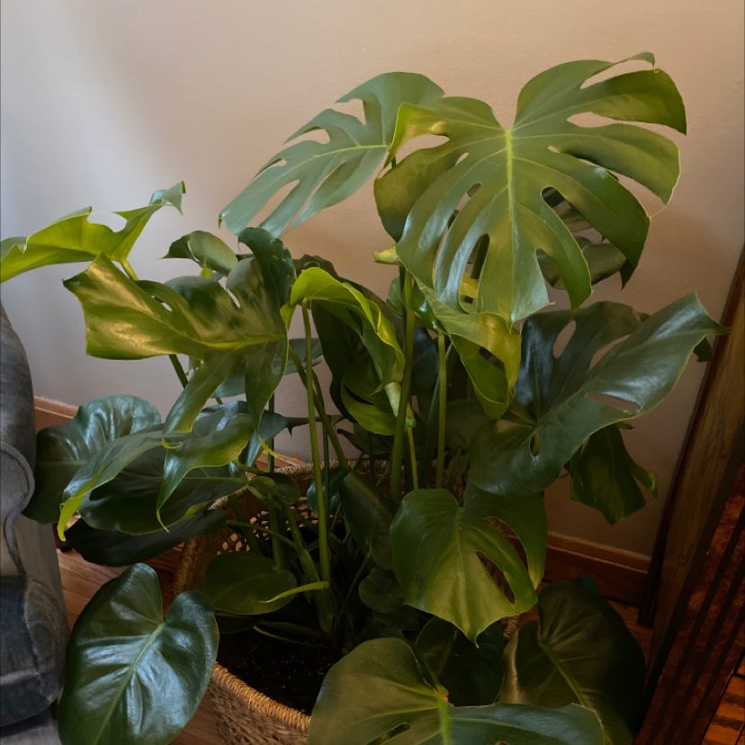 Monstera plant photo by Maria named Montero on Greg, the plant care app.