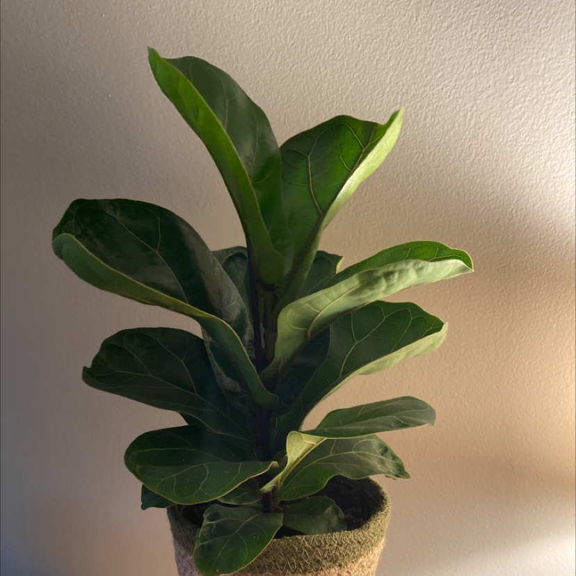 Fiddle Leaf Fig plant photo by Maria named Seth on Greg, the plant care app.