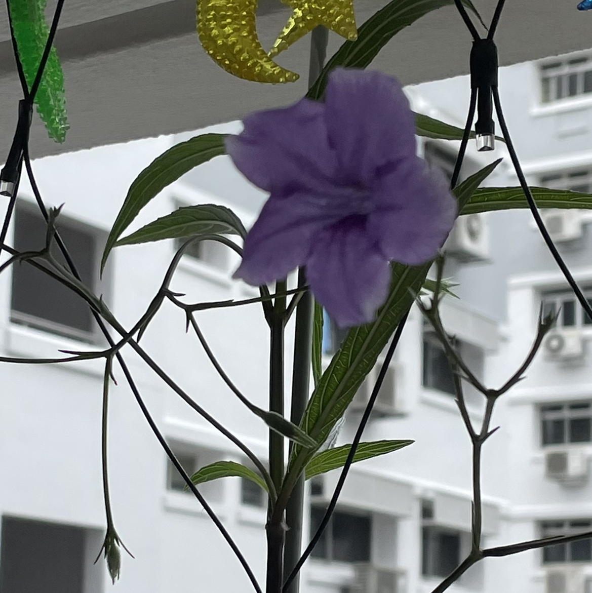 Mexican Bluebell plant with a purple flower against a background of buildings and decorations.